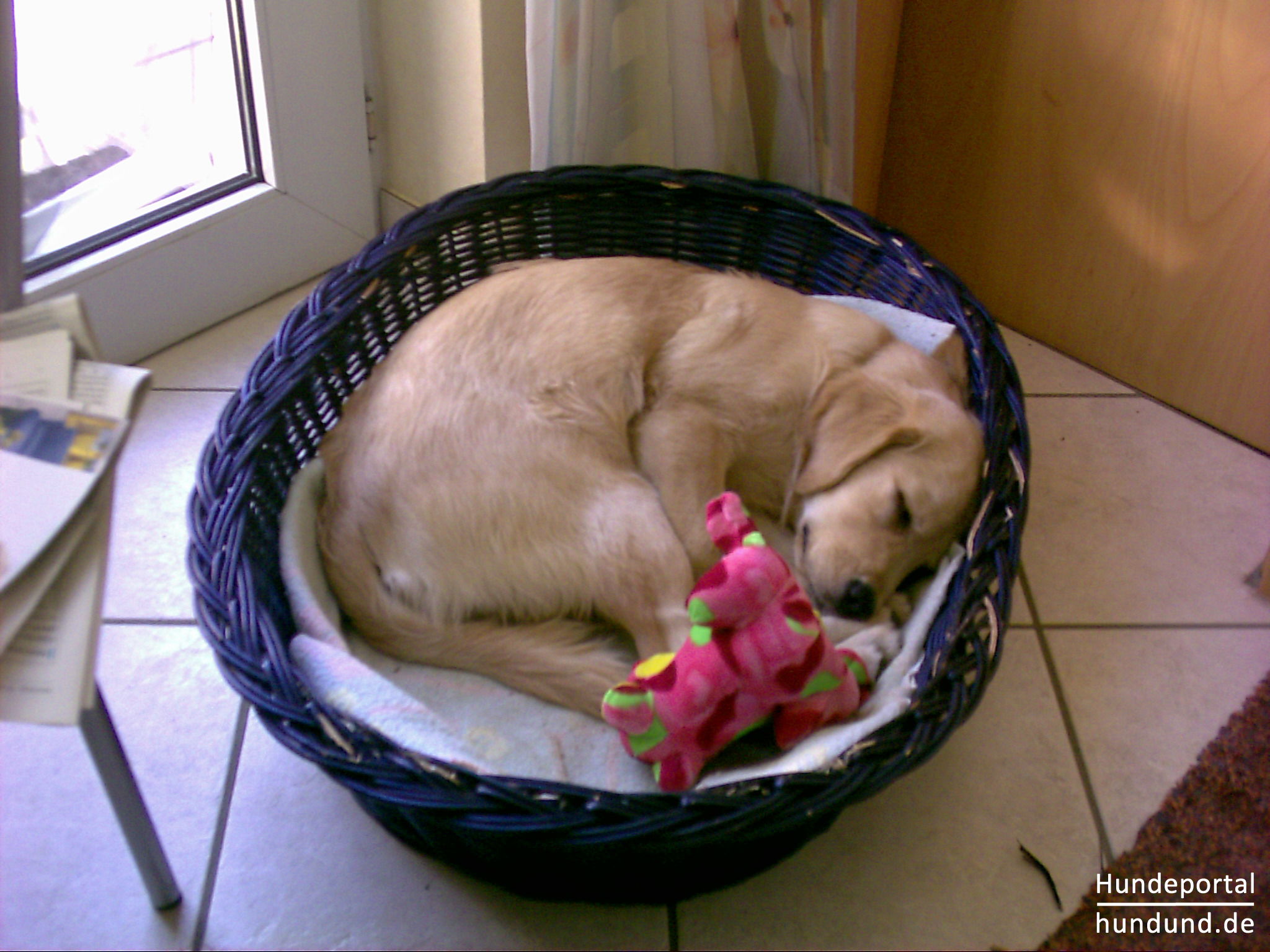 Golden Retriever Foto 18752 Hundund De