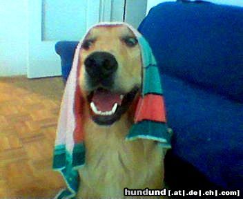 Golden Retriever Hunde Foto 19413 Golden Retriever
