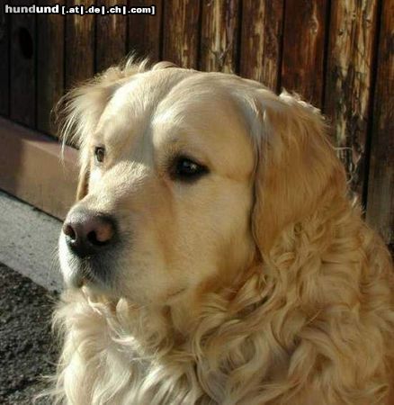 Golden Retriever Hunde Foto 6317 Golden Retriever Mambo_2