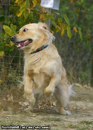 Golden Retriever Hunde Foto 26706 in höherer Auflösung ansehen Golden Retriever nur weg hier !