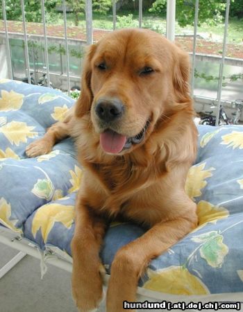 Golden Retriever Hunde Foto 21051 in höherer Auflösung ansehen Golden Retriever TOPAS_18mt