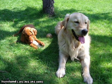 Golden Retriever Hunde Foto 13443 Golden Retriever Cico 2,5 Jahre mit seiner kleinen Schwester Elena