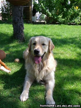 Golden Retriever Cico (Cicero von Großburgk) 2,5 Jahre