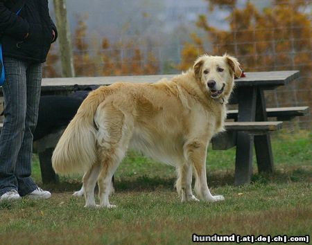 Golden Retriever Hunde Foto 26707 in höherer Auflösung ansehen Golden Retriever WB 01.11.05
