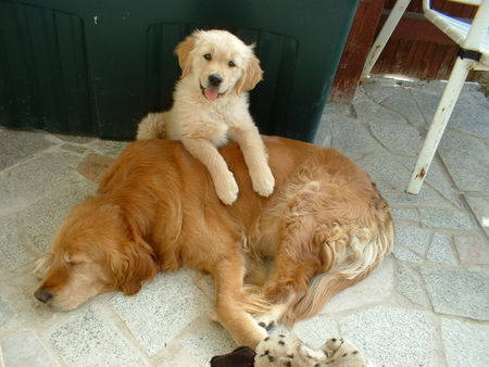 Golden Retriever Wendy vom Salzkammergut