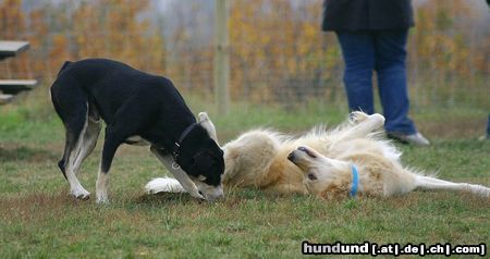 Golden Retriever Hunde Foto 26708 in höherer Auflösung ansehen Golden Retriever WB 01.11.05 / 001