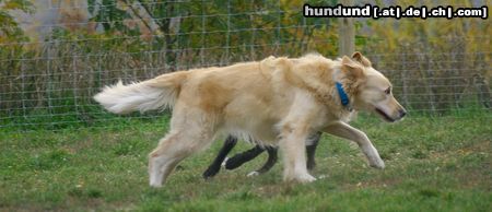 Golden Retriever Hunde Foto 26709 in höherer Auflösung ansehen Golden Retriever WB 01.11.05 / 002