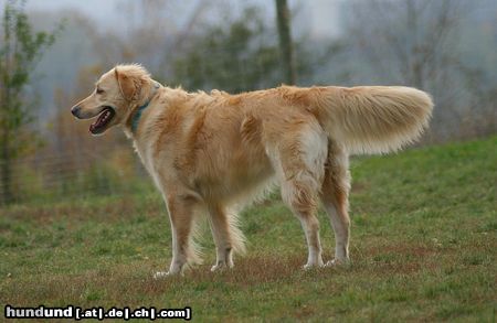 Golden Retriever Hunde Foto 26710 in höherer Auflösung ansehen Golden Retriever WB 01.11.05 / 003