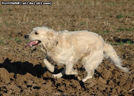 Golden Retriever Hunde Foto 15080 in höherer Auflösung ansehen Golden Retriever Ben in Action