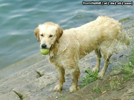 Golden Retriever Hunde Foto 13397 Golden Retriever oOo Cora oOo