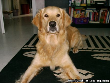 Golden Retriever Hunde Foto 15851 in höherer Auflösung ansehen Golden Retriever ...spiel schon mit mir!!!!