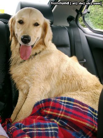 Golden Retriever Hunde Foto 13723 Golden Retriever Ich komm grad vom Bachplantschen!