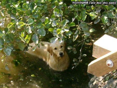 Golden Retriever Hunde Foto 13292 Golden Retriever Wo bin ich? :o)