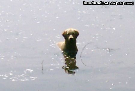 Golden Retriever Hunde Foto 13291 Golden Retriever Nessie...?? oder doch Cora? ;o)