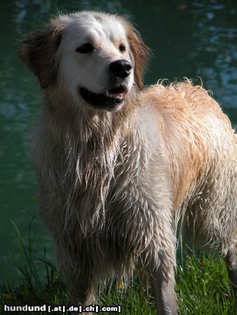 Golden Retriever Hunde Foto 9250 Golden Retriever Aika