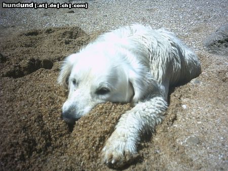 Golden Retriever Hunde Foto 22992 Golden Retriever Buddeln ist anstrengend