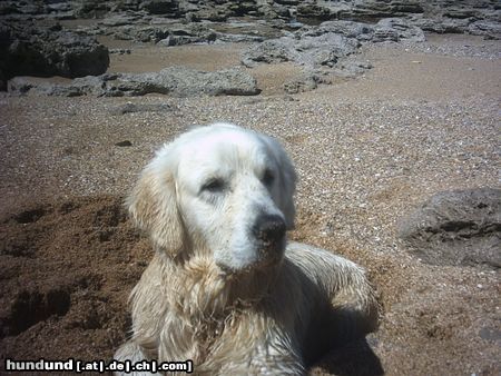 Golden Retriever Hunde Foto 23044 Golden Retriever Mein kleiner Sandbär