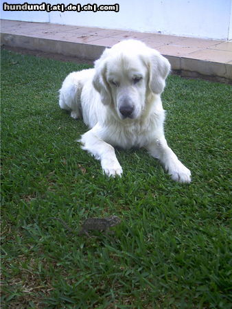 Golden Retriever Hunde Foto 25877 Golden Retriever Nico und das Chamäleon I