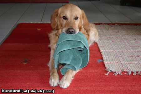 Golden Retriever Hunde Foto 12498 Golden Retriever Endlich habe ich MEIN Handtuch wieder