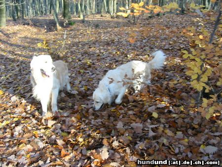 Golden Retriever Hunde Foto 7707 Golden Retriever Aba i As