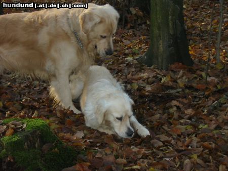 Golden Retriever Hunde Foto 7705 Golden Retriever As i Aba