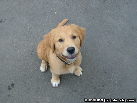 Golden Retriever Hunde Foto 7096 Golden Retriever Bobby unsere Grinsebacke ( 4 Monate)