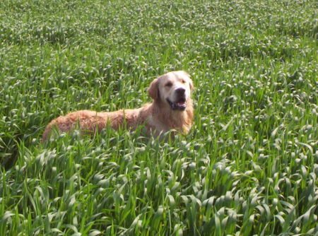 Golden Retriever Hunde Foto 42301 in höherer Auflösung ansehen Golden Retriever Leon