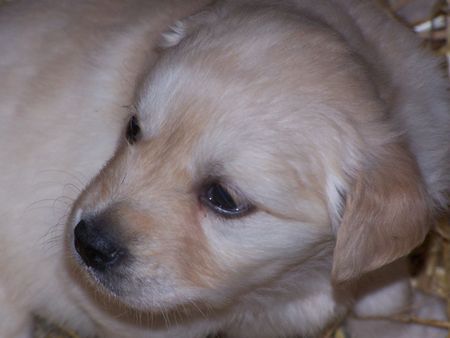 Golden Retriever Hunde Foto 33798 in höherer Auflösung ansehen Golden Retriever Siind wir nicht Süß !