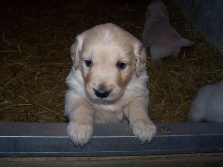 Golden Retriever Hunde Foto 33799 in höherer Auflösung ansehen Golden Retriever Siind wir nicht Süß !