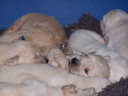 Golden Retriever Hunde Foto 33800 in höherer Auflösung ansehen Golden Retriever Siind wir nicht Süß !