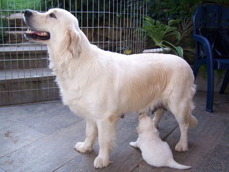Golden Retriever Hunde Foto 33803 in höherer Auflösung ansehen Golden Retriever Siind wir nicht Süß !