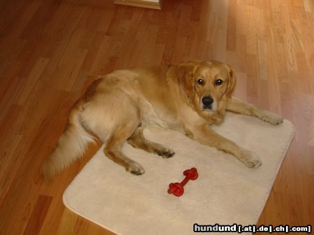 Golden Retriever Hunde Foto 10062 Golden Retriever Balu