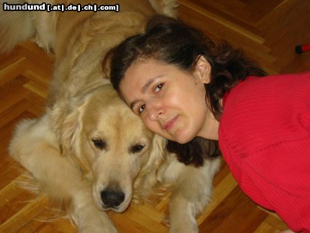 Golden Retriever Hunde Foto 7909 Golden Retriever As