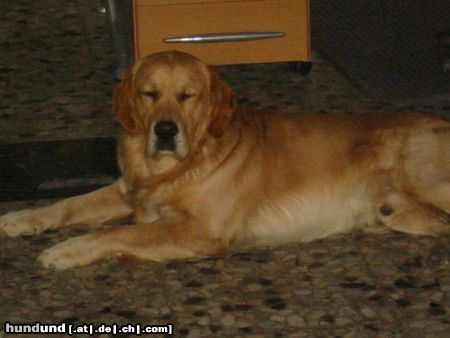 Golden Retriever Hunde Foto 10097 Golden Retriever Mein Balu!