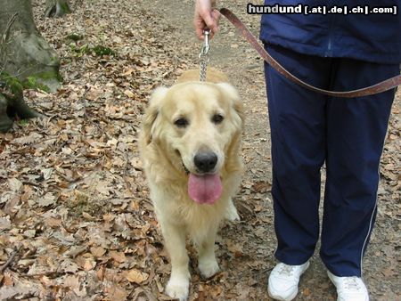 Golden Retriever Hunde Foto 7907 Golden Retriever As