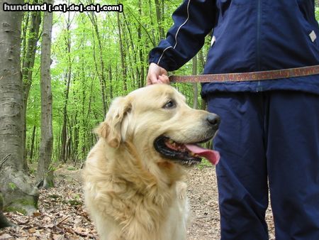 Golden Retriever Hunde Foto 7908 Golden Retriever As