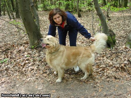 Golden Retriever Hunde Foto 7910 Golden Retriever As