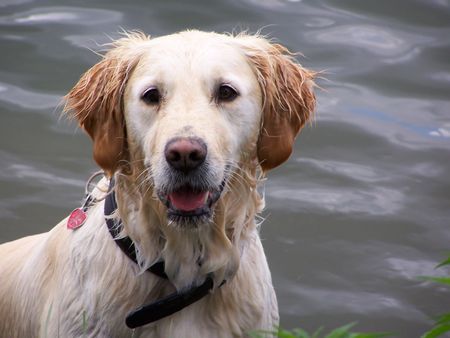 Golden Retriever Hunde Foto 29634 in höherer Auflösung ansehen Golden Retriever julj