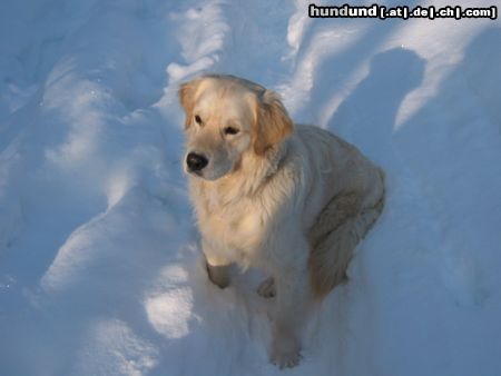 Golden Retriever Hunde Foto 7178 Golden Retriever SAM