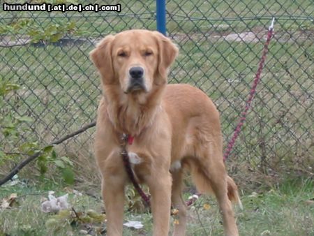 Golden Retriever Hunde Foto 6998 Golden Retriever Bobby mit 9 Monaten