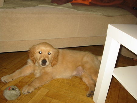 Golden Retriever Hunde Foto 28170 in höherer Auflösung ansehen Golden Retriever Nönapi Banjok Omega