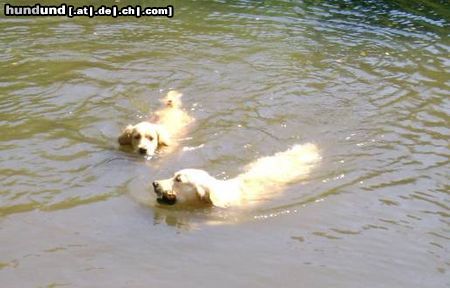Golden Retriever Hunde Foto 12673 Golden Retriever Cora & Freundin