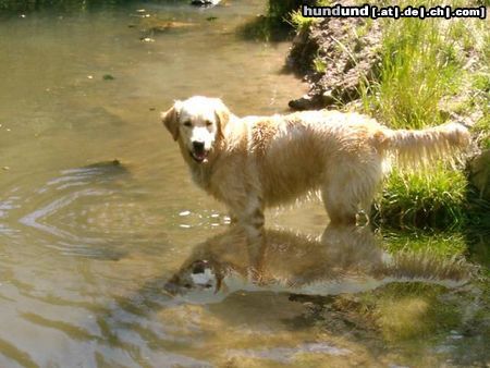 Golden Retriever Hunde Foto 12672 Golden Retriever Cora 13 Monate