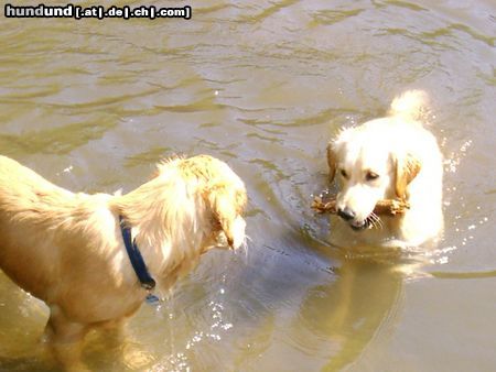 Golden Retriever Hunde Foto 12674 Golden Retriever Cora & Freundin...och manno das war doch jetzt meiner oder???