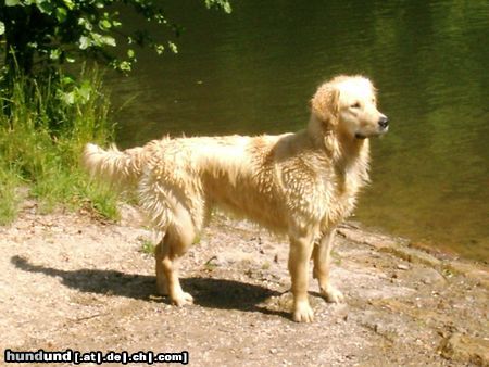 Golden Retriever Hunde Foto 12671 Golden Retriever Cora 13 Monate