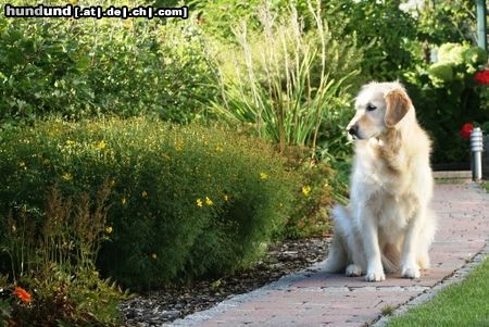 Golden Retriever luna im garten