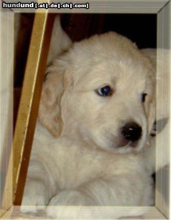 Golden Retriever Hunde Foto 3223 Golden Retriever Das ist vielleicht bald unsere Amy