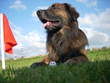 Golden Retriever ich heiße rocky