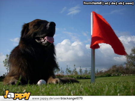 Golden Retriever ich heiße rocky und spiele gerne golf