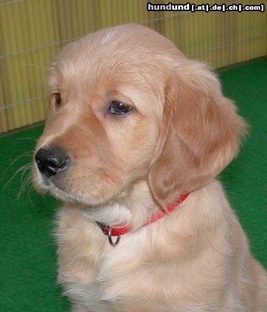 Golden Retriever Hunde Foto 21057 in höherer Auflösung ansehen Golden Retriever Schlitzohr 12 Wochen